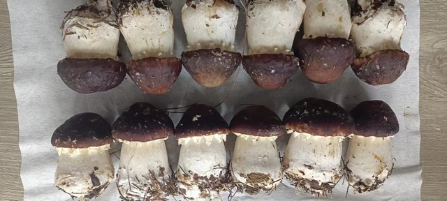 赤松茸新鲜子实体特写：菌盖直径5–12cm，呈半球形至扁平状，表面光滑湿润，色泽由浅褐渐变为深酒红，边缘略内卷；菌柄粗壮洁白，基部膨大，具明显膜质菌环；菌褶初期灰白，成熟后转为紫褐色