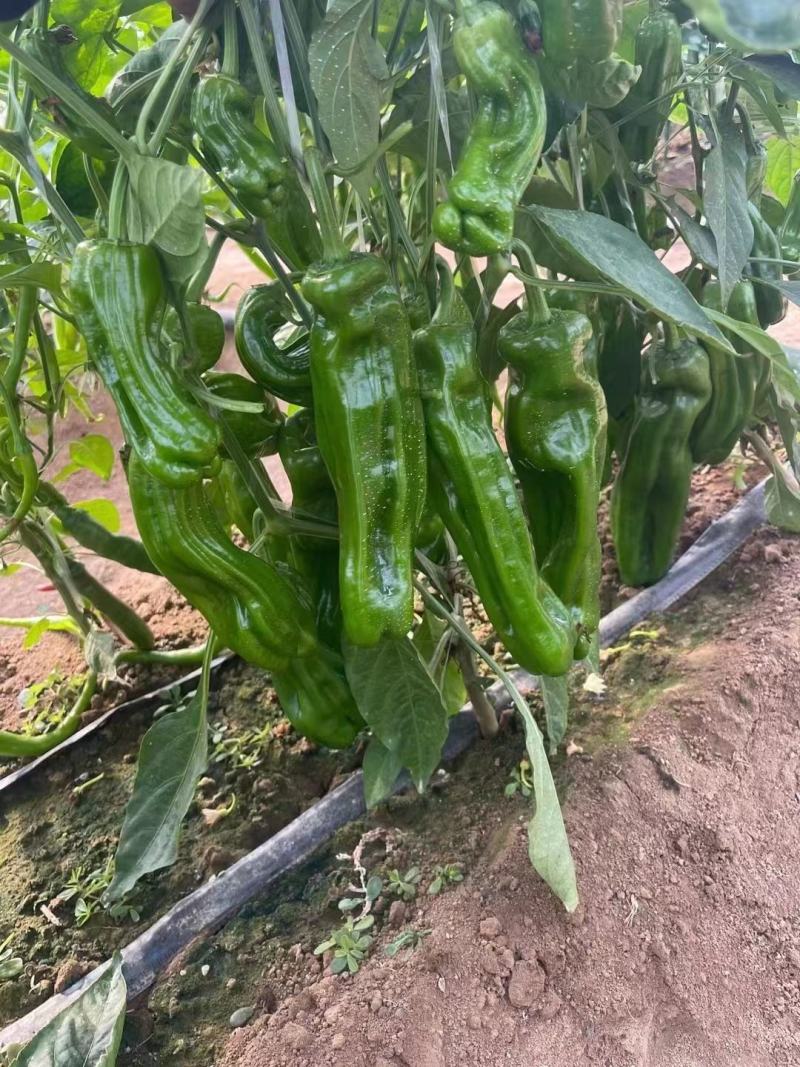 [皱皮椒苗批发]山东潍坊寿光市辣椒苗 0.