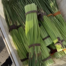 河南蒜苔少量上市中