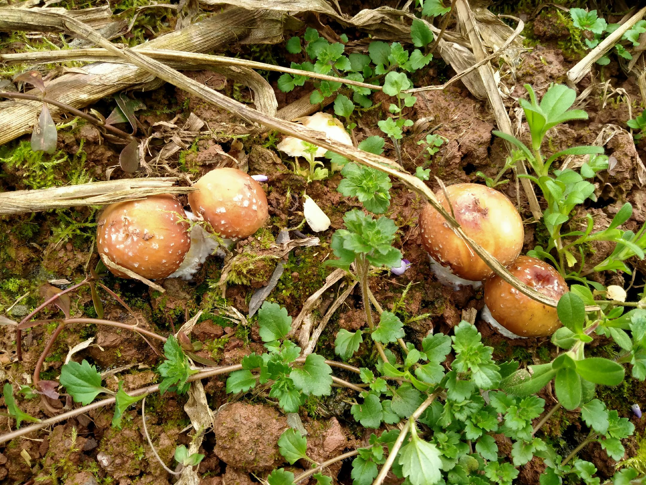 鲜平菇的自然生长场景