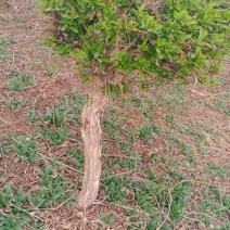 金银花绿化占地树，盆景老桩盆栽地栽都可以