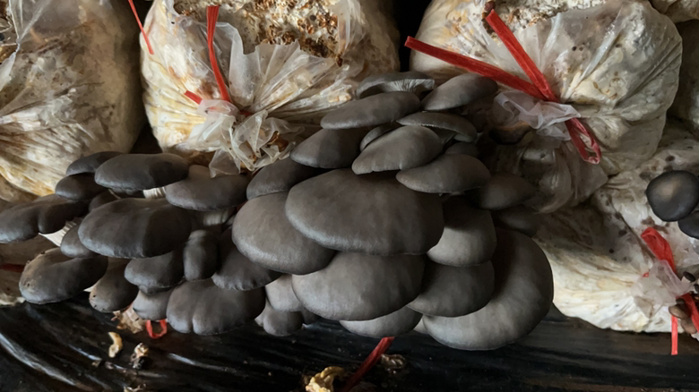 鲜平菇采收与包装