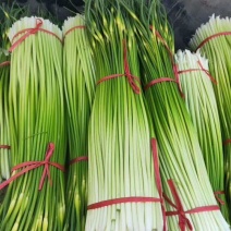 丰县白帽蒜苔大量上货，价格低，质量好，费用低