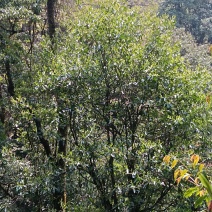 古树茶