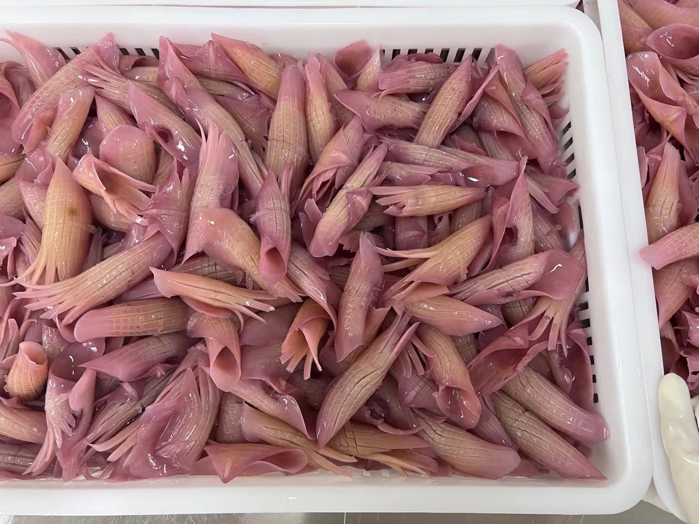 脆口鱿鱼须成品图