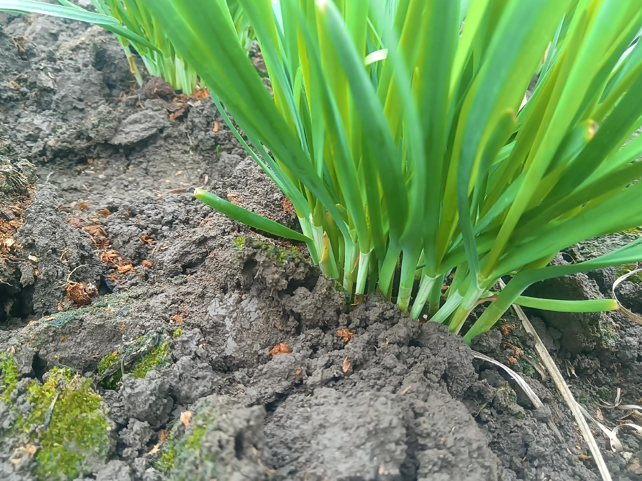 韭菜与pH值对比图