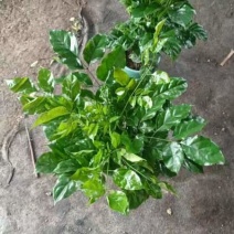 从生绿宝幸福树
