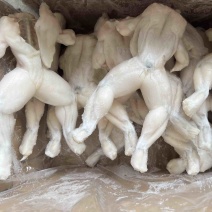 单冻牛蛙，活蛙加工，没有任何死蛙