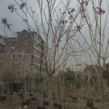 绣球紫花风铃木