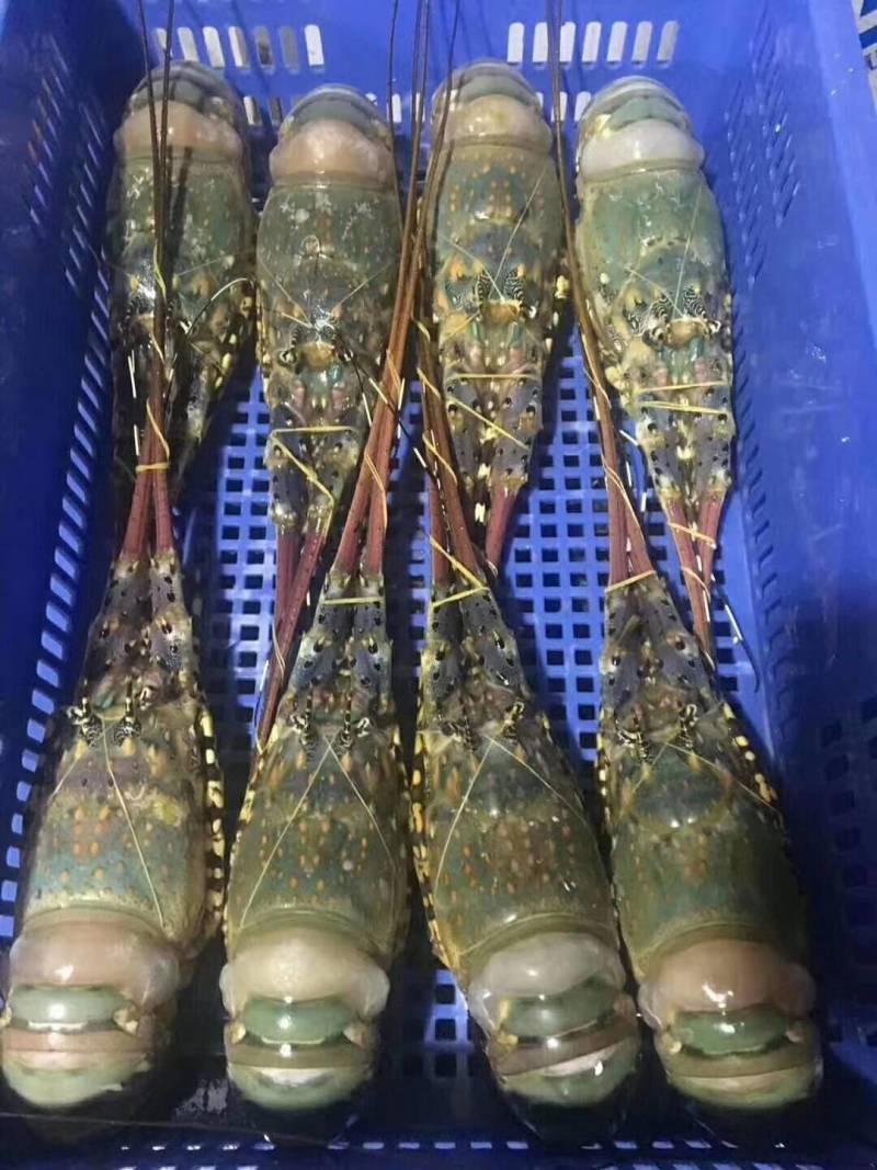 花龙,锦绣龙虾,澳洲龙虾