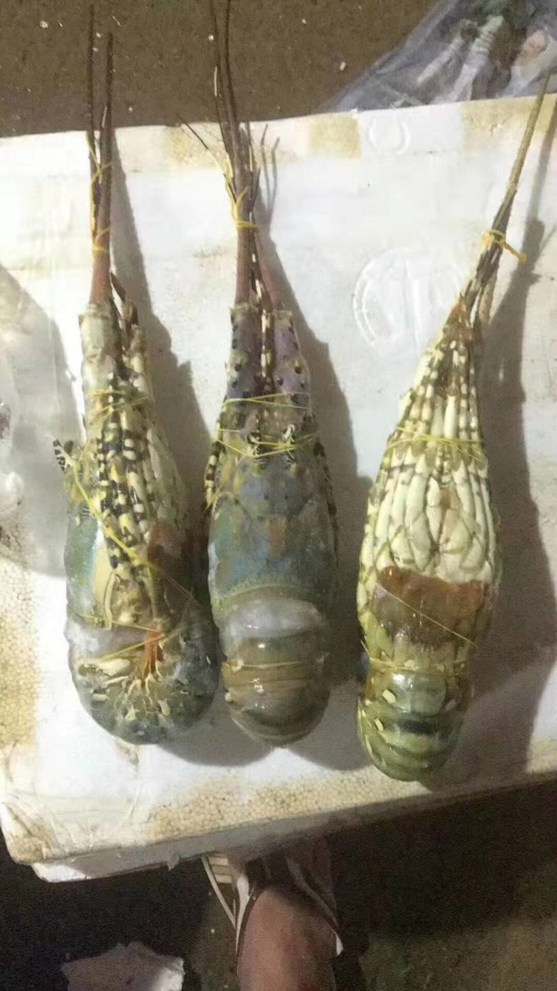 花龙,锦绣龙虾,澳洲龙虾