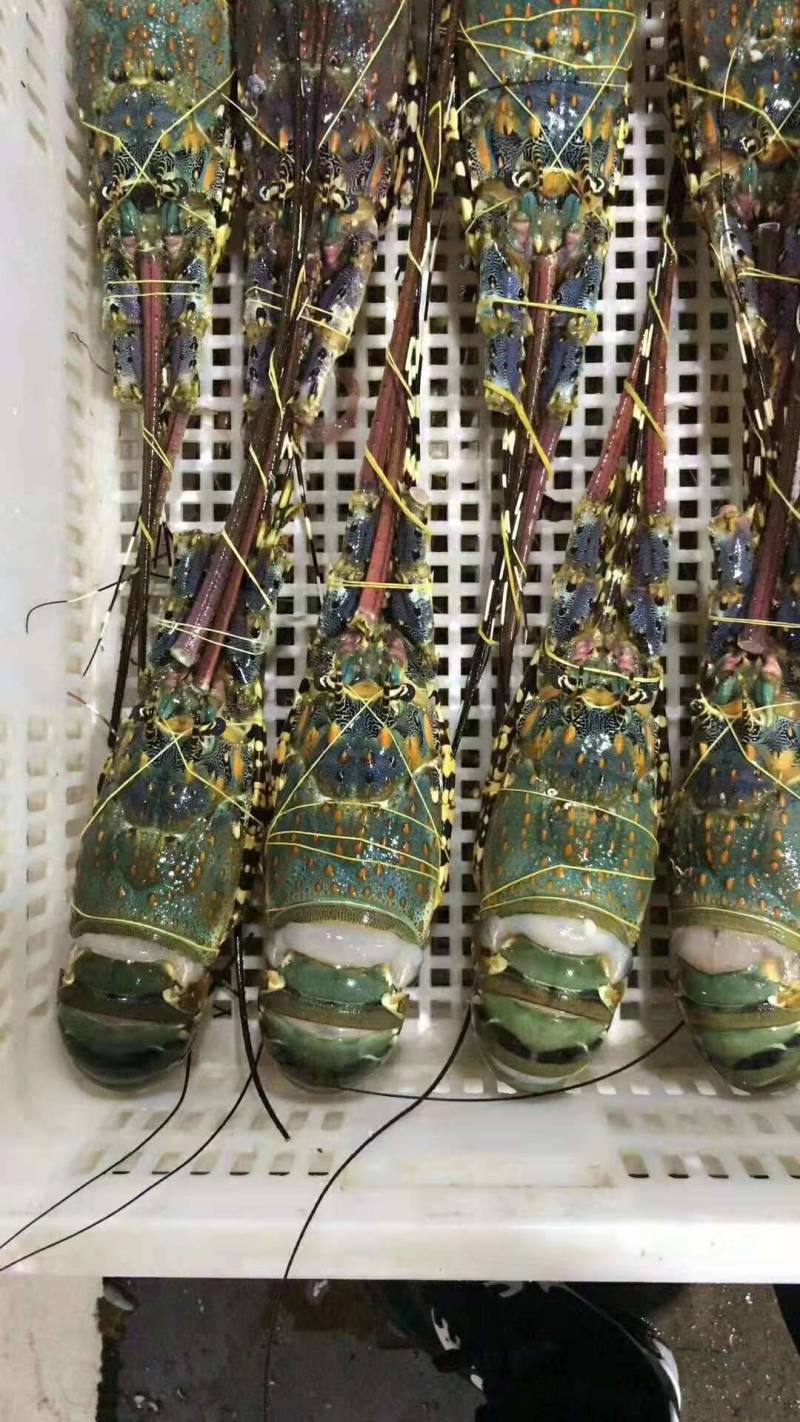 花龙,锦绣龙虾,澳洲龙虾