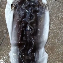 鱼皮，海鱼皮，爽鱼皮