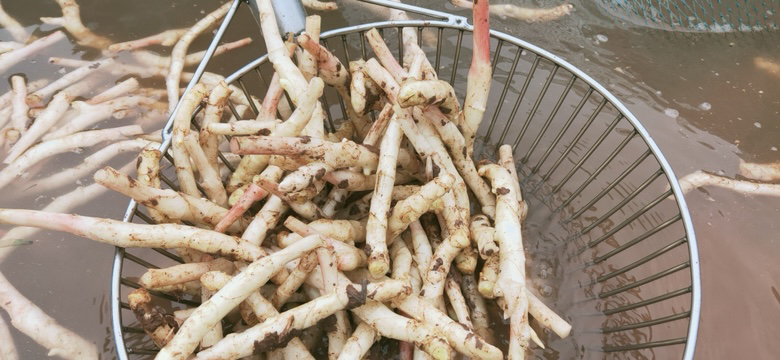 清洗子姜的过程图