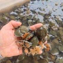 长期出售外塘，中华鳖苗，全国供货。