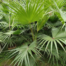 蒲葵各种规格基地大量现货供应，欢迎各位客户咨询