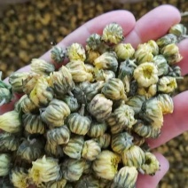 白菊花七月菊黄山贡菊茶花大全