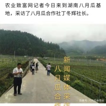 八月瓜苗合作社无籽八月瓜苗改良无籽苗