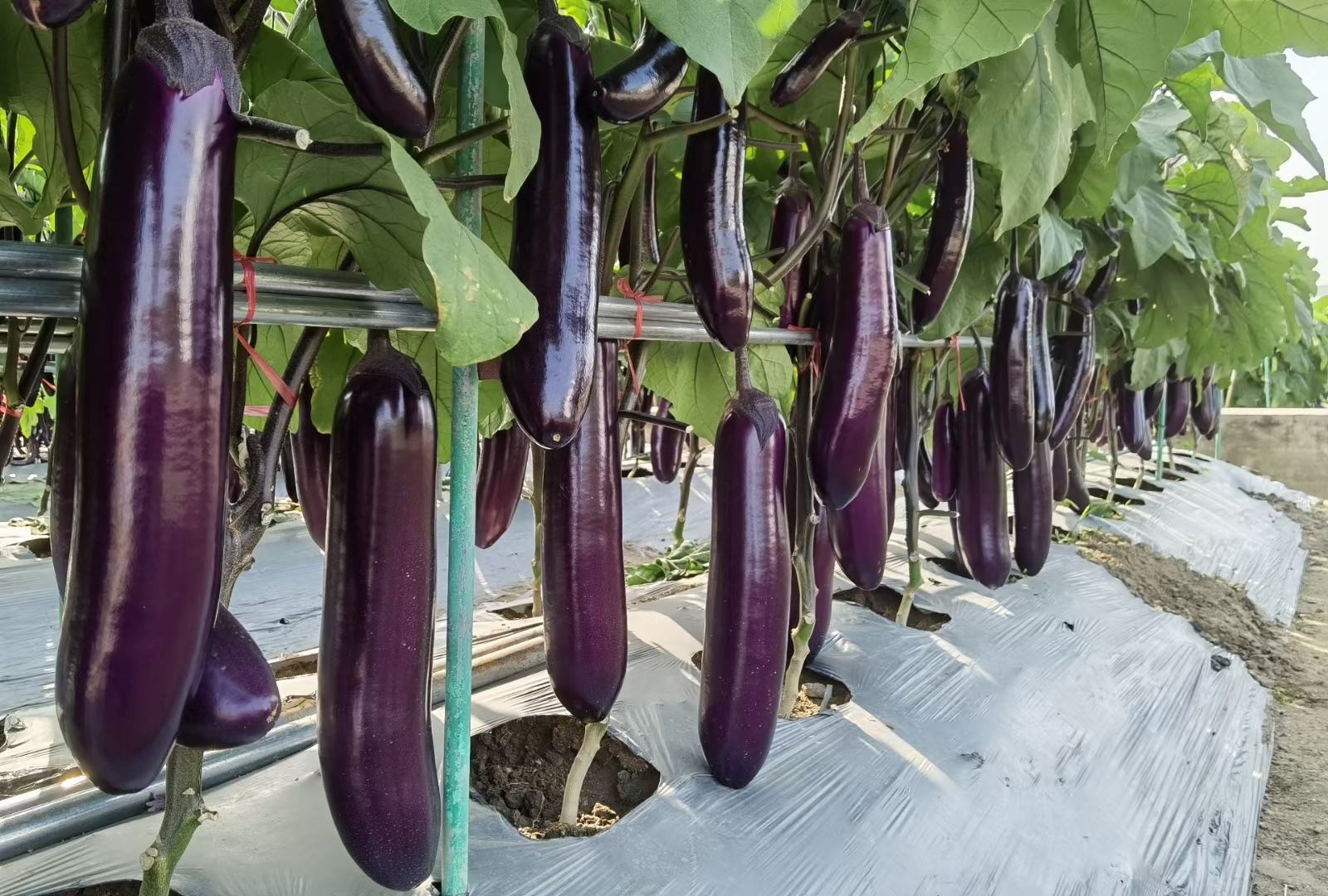 “济农紫冠”采收与分拣现场