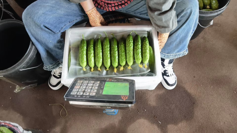 市场摊位上,一位摊主正在用电子秤称量一捆黄瓜 黄瓜在市场中被称重的场景