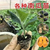 红栗南瓜苗癞可丽鳄鱼金丝绞瓜苗金丝搅瓜苗免费技术指导
