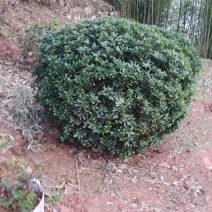 海桐球
