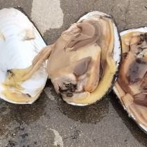 河蚌