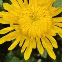 金扇白扇菊花