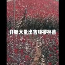 各种绿化杯苗