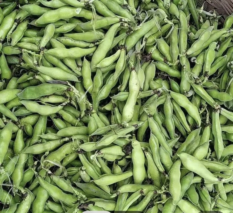 蚕豆的营养价值
