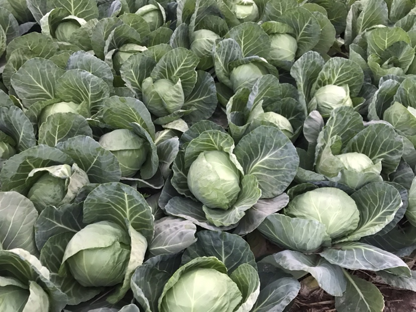一片整齐的中甘甘蓝种植田,植株已形成明显的圆形叶球,叶片翠绿有光泽,排列有序,背景为春季田野,展现现代化蔬菜种植场景 中甘甘蓝田间生长实景
