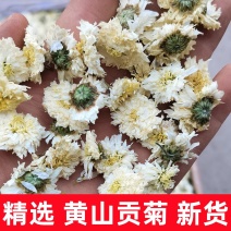 批发供应新货黄山贡菊七月菊白菊花散装