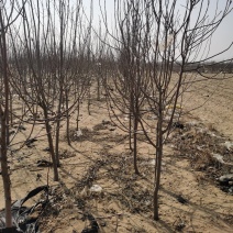 塞外红小苹果，俗称鸡心果，树苗基地直发，成活率好根系发达