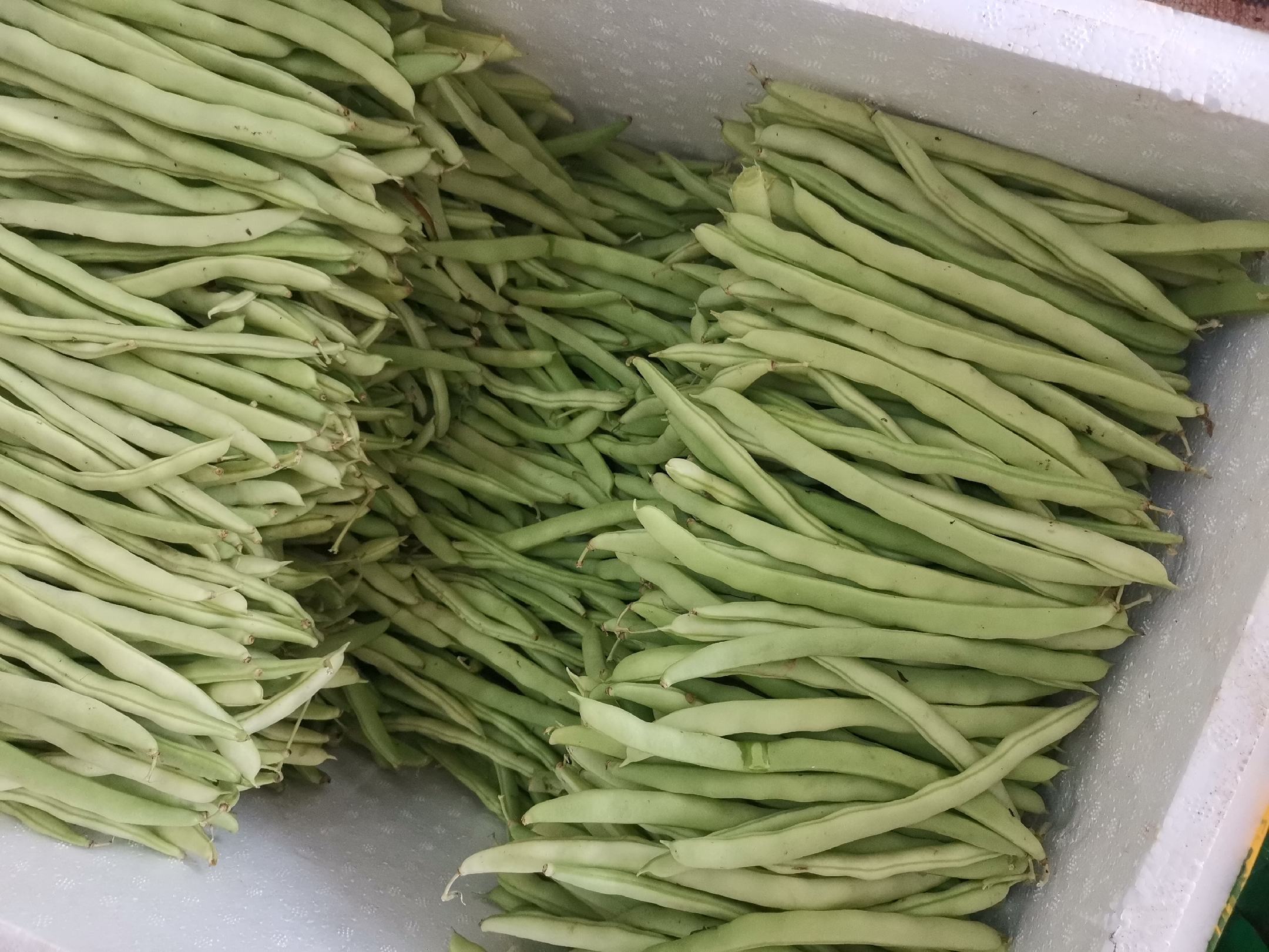 凉拌豌豆花,清爽可口,适合夏季食用 凉拌豌豆花成品图