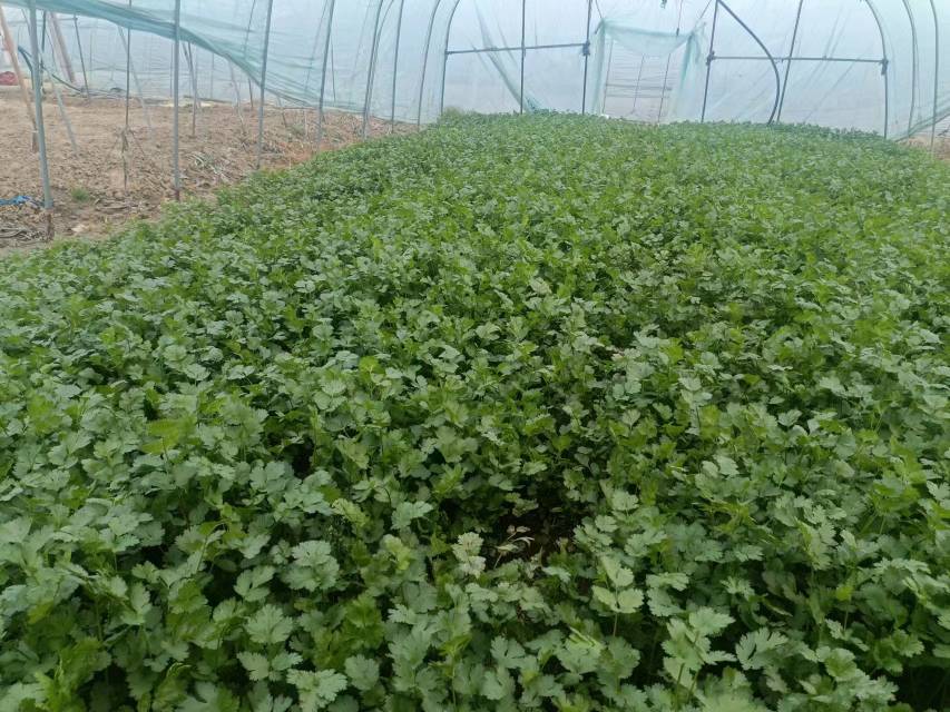 油菜的营养价值