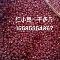 自家种植红小豆