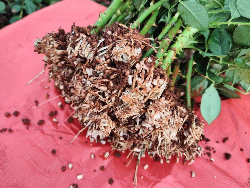 四季玫瑰的修剪与养护场景