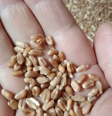 [小麦批发]红小麦价格1.40元/斤 - 一亩田