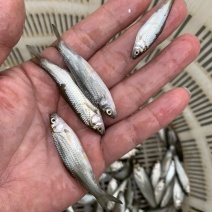 赤眼红鳟鱼苗