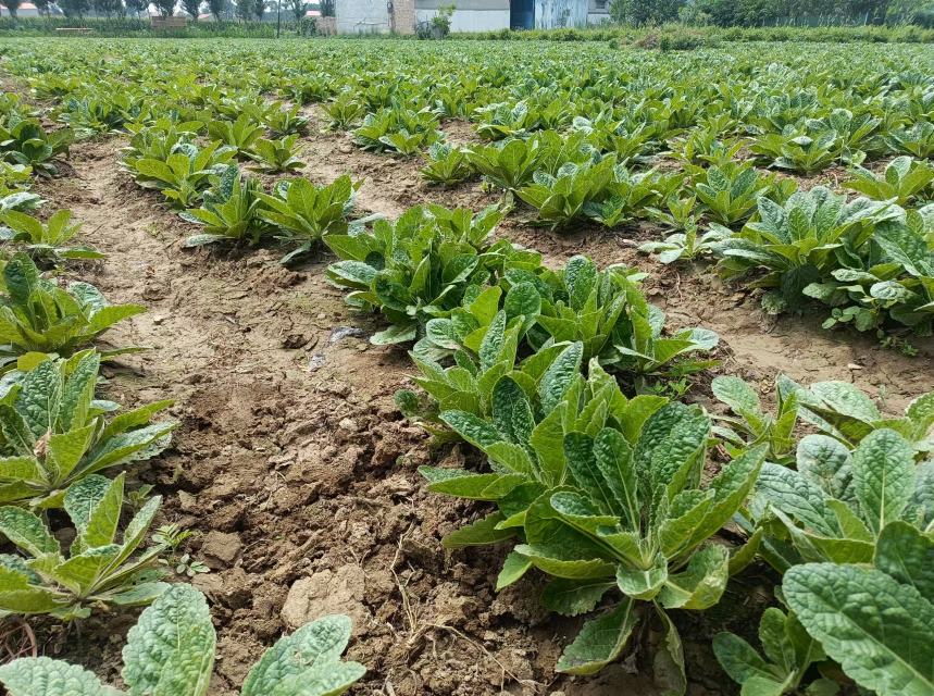 多年生草本植物地黄在田间生长实景,植株高约30-50厘米,叶片宽大呈卵形,边缘有不规则锯齿,茎部直立带紫色条纹;地下部分为肥厚的肉质块根,表面黄褐色至棕黑色,尚未采收;背景为河南温县典型砂壤土农田,春季种植期 熟地黄原植物生长状态