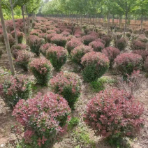 红叶小檗，花镜专用苗公园绿化，小区绿化等各种绿化常用苗，