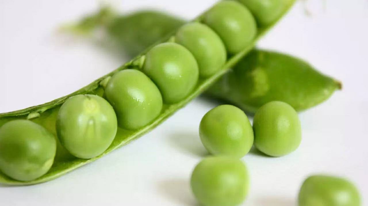 青豌豆与黄豆对比图