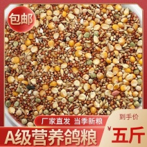 精品鸽粮有玉米无玉米鸟食饲料鸽子用品大全保健砂幼鸽成鸽观