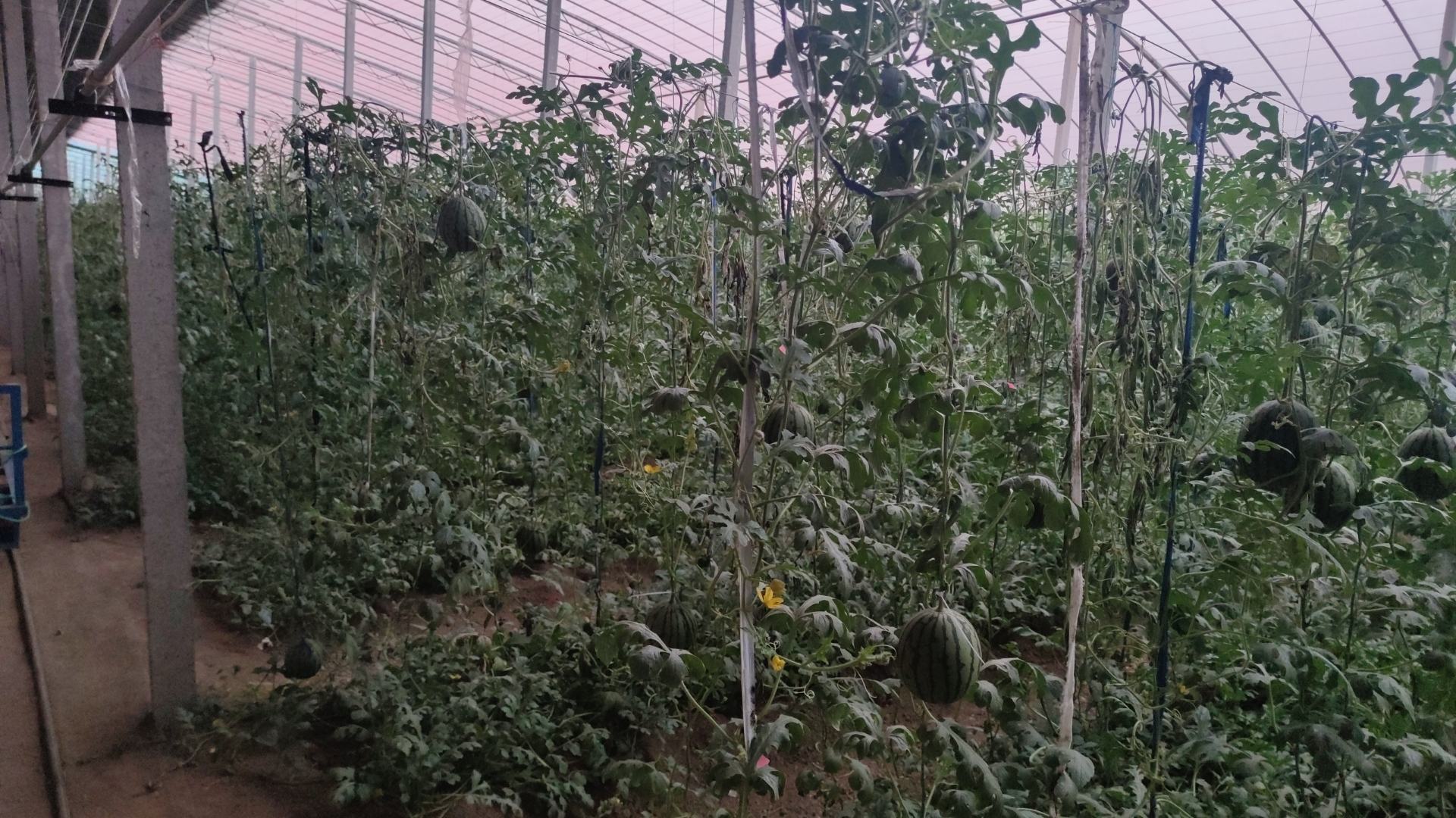 中国红玉西瓜大棚种植实景
