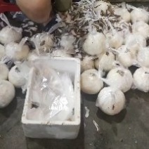 椰子