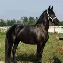 售各种训成马、矮马、大马