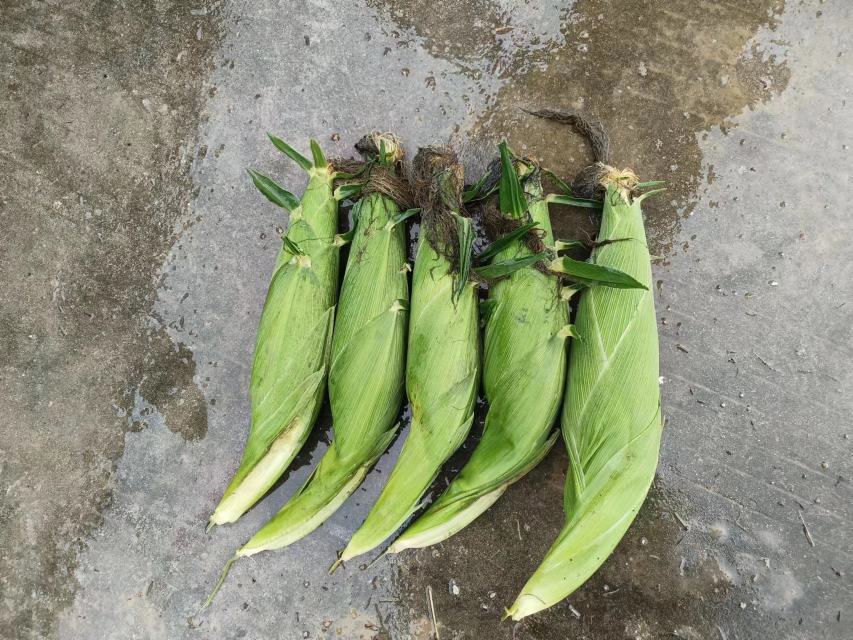 生玉米特写展示