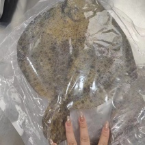 山东莱州多宝鱼冷冻