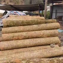 金丝楠木