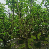 双季梨树